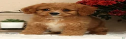 Cavapoo dogs for sale: Anson - Ad 7