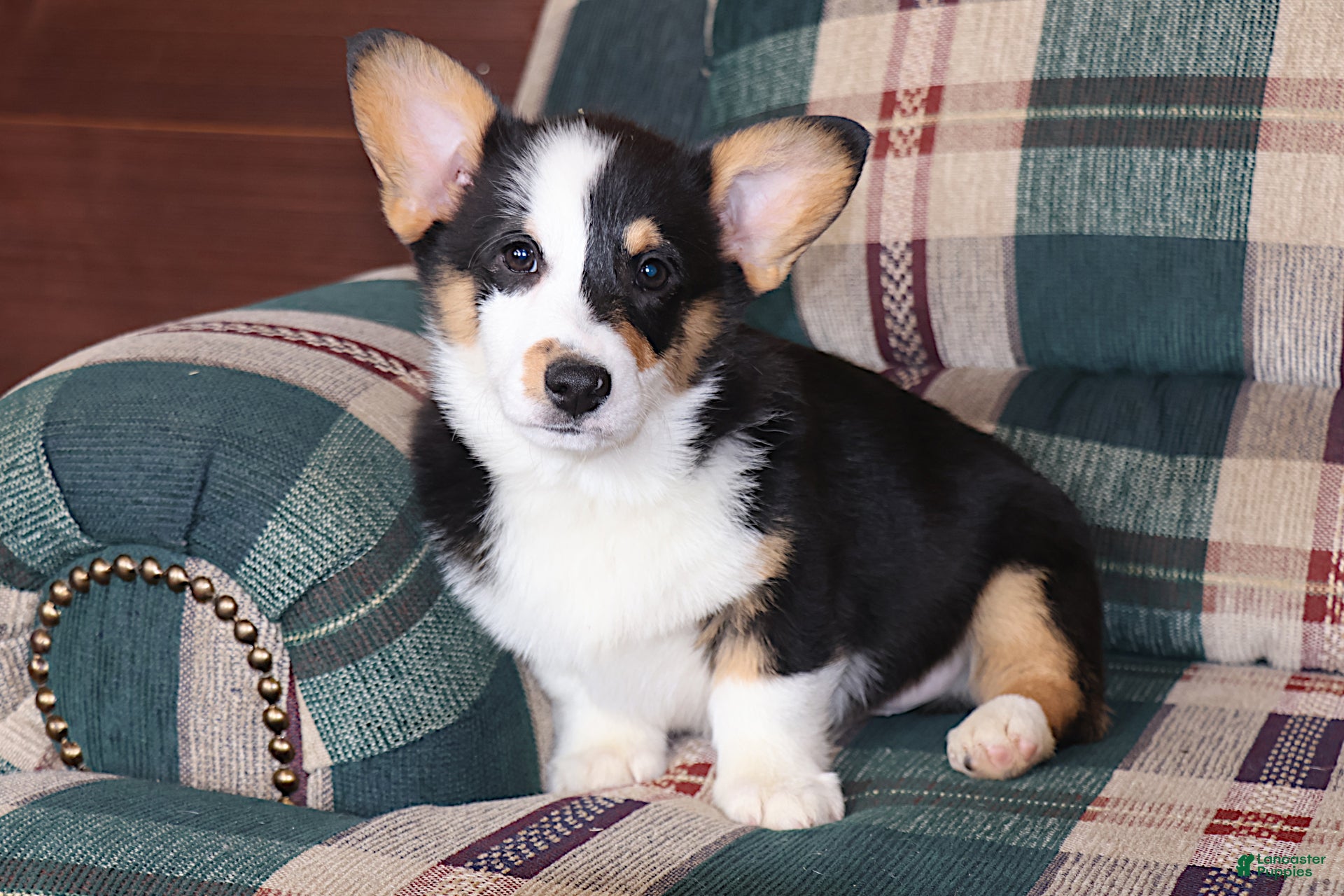 Welsh Corgi Pembroke dogs Valentine Sale. Farley - Ad 32
