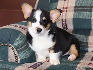 Welsh Corgi Pembroke dogs Valentine Sale. Farley - Ad 32