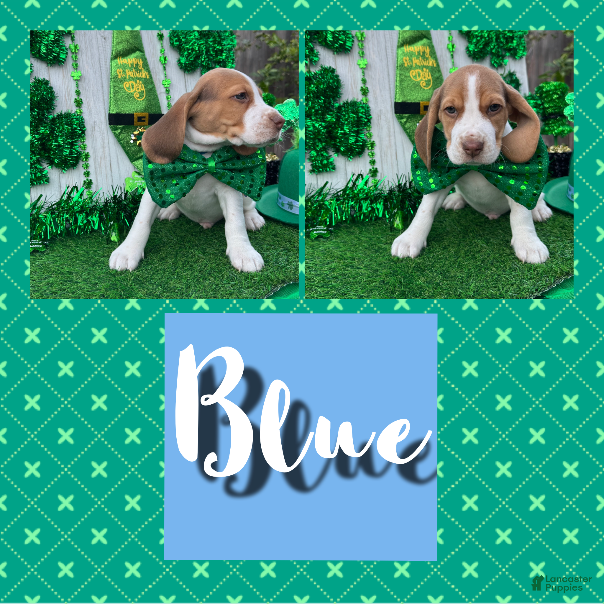 Beagle dogs Beagle Puppy 3 - Ad 1