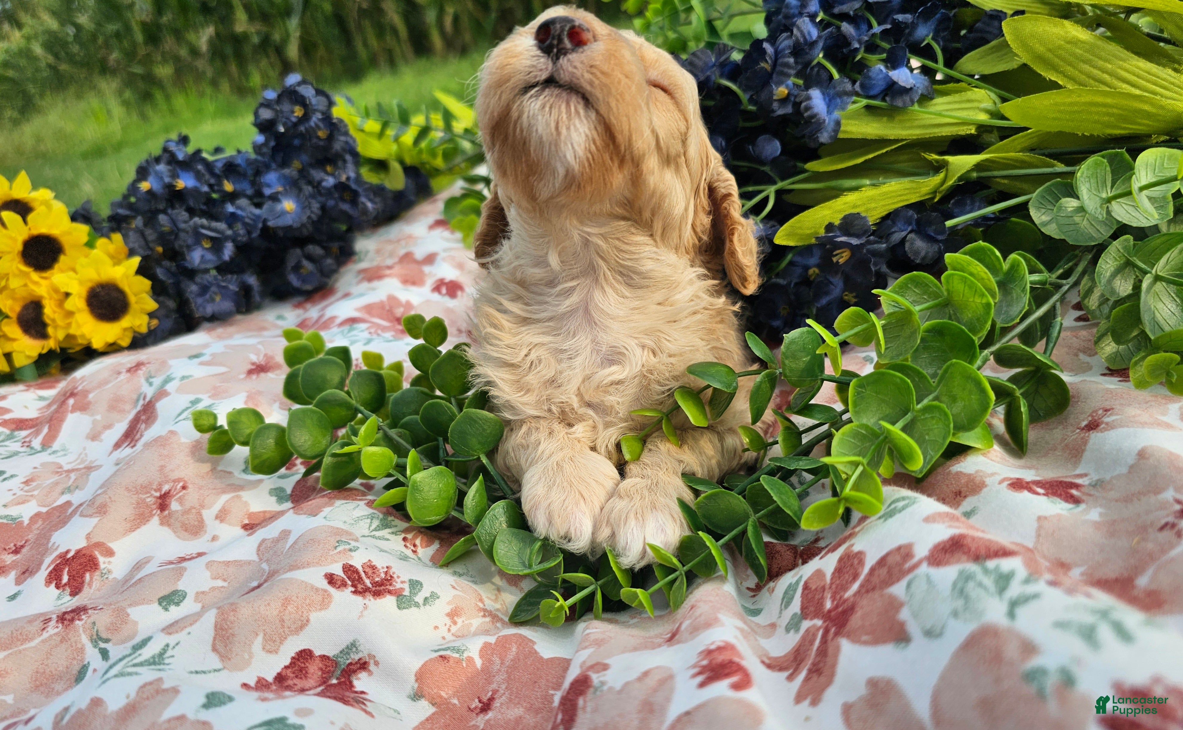 Mini Goldendoodle dogs Tarragon - Ad 2