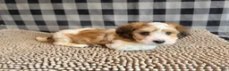 Mixed Breed dogs for sale: Ben - Ad 4