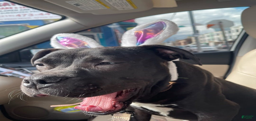 Gallery Image {{count}}