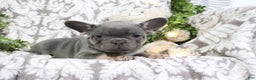 French Bulldog dogs for sale: Travis - Ad 3