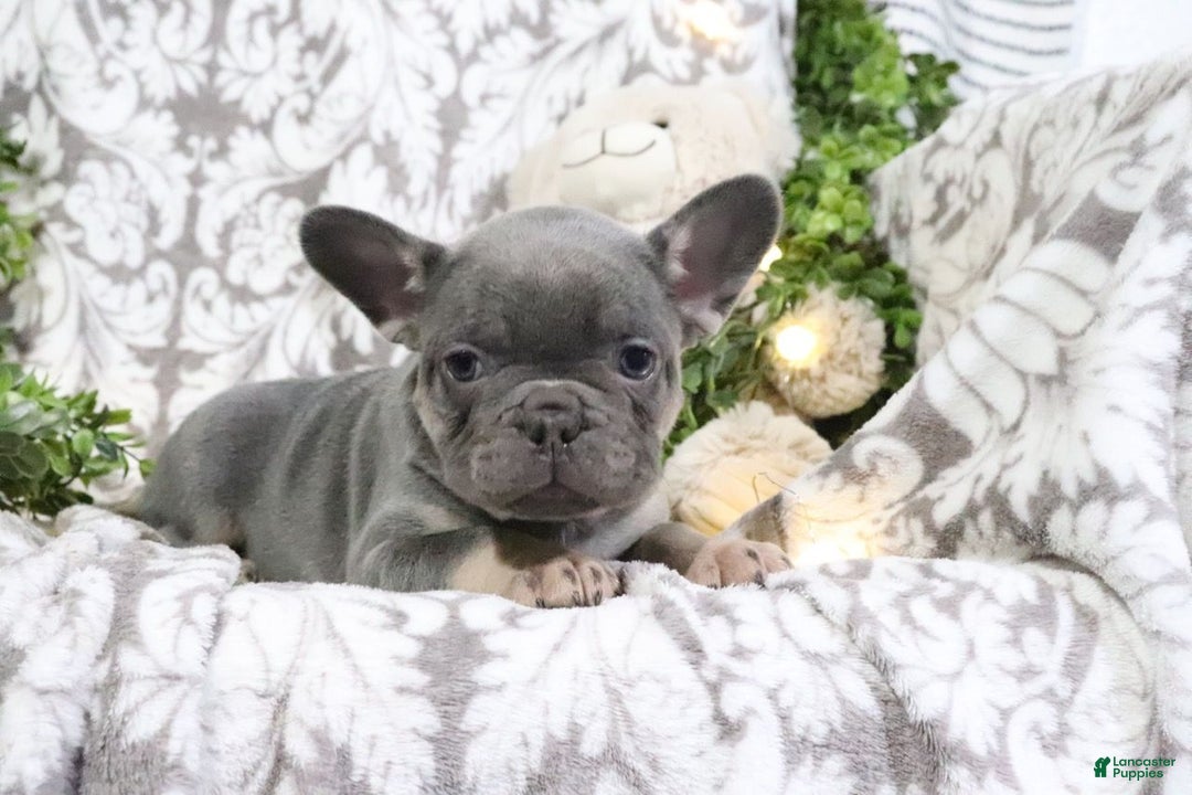 French Bulldog dogs for sale: Travis - Ad 3
