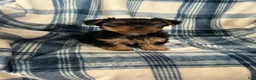Yorkshire Terrier dogs for sale: Yorkshire STANLEY Boy - Ad 8