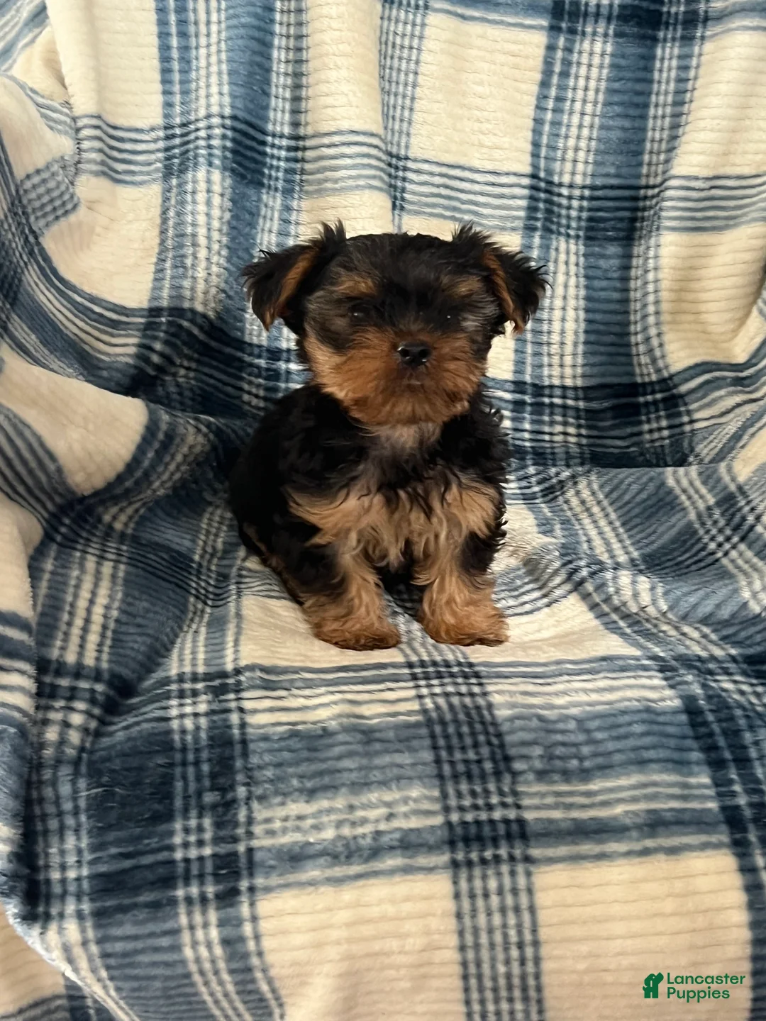 Yorkshire Terrier dogs for sale: Yorkshire STANLEY Boy - Ad 8