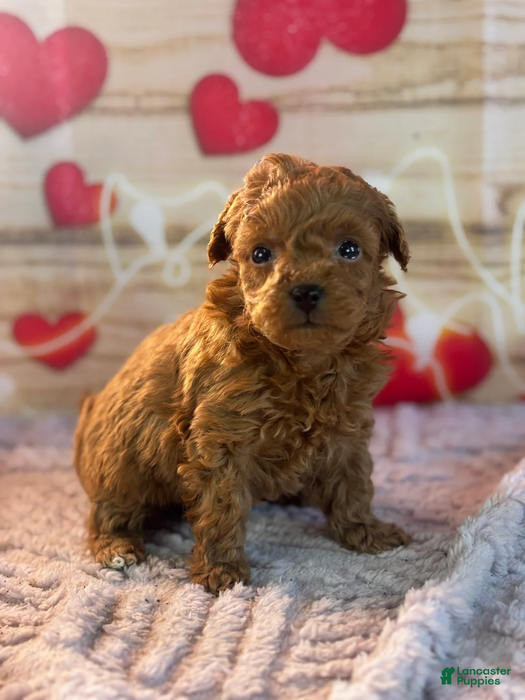 Goldendoodle dogs for sale: Fiona - Ad 1