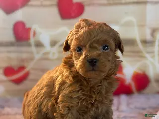 Goldendoodle dogs Fiona - Ad 32