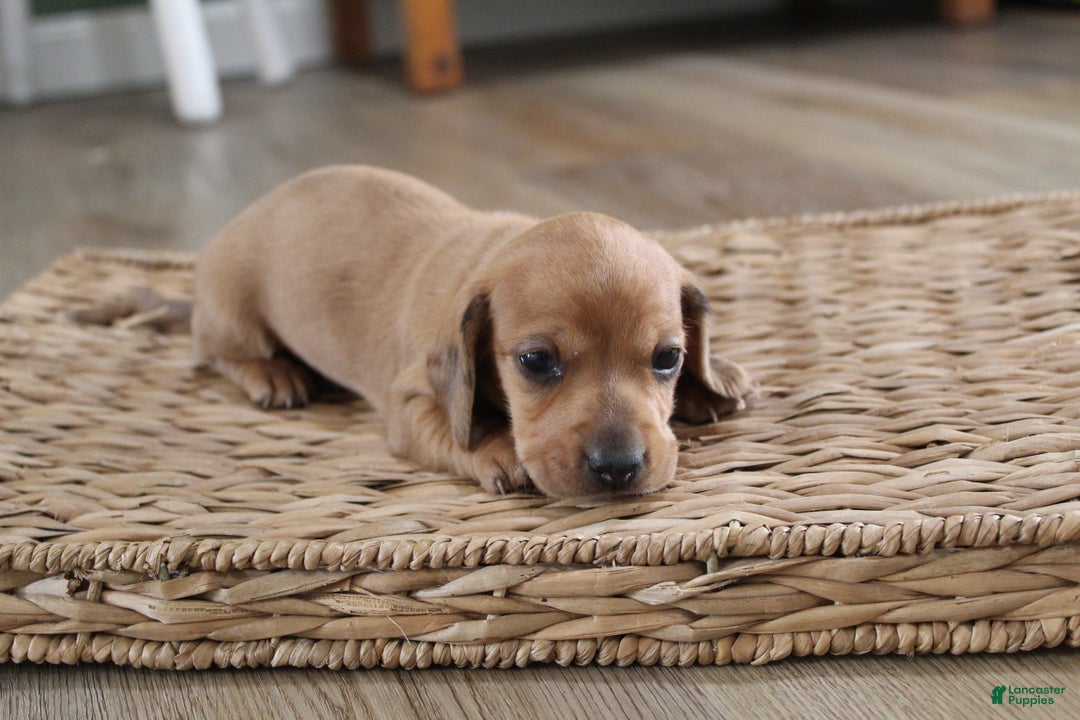 Miniature Dachshund dogs for sale: Cooper - Ad 2