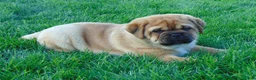 Mixed Breed dogs for sale: Sammy  - Ad 10