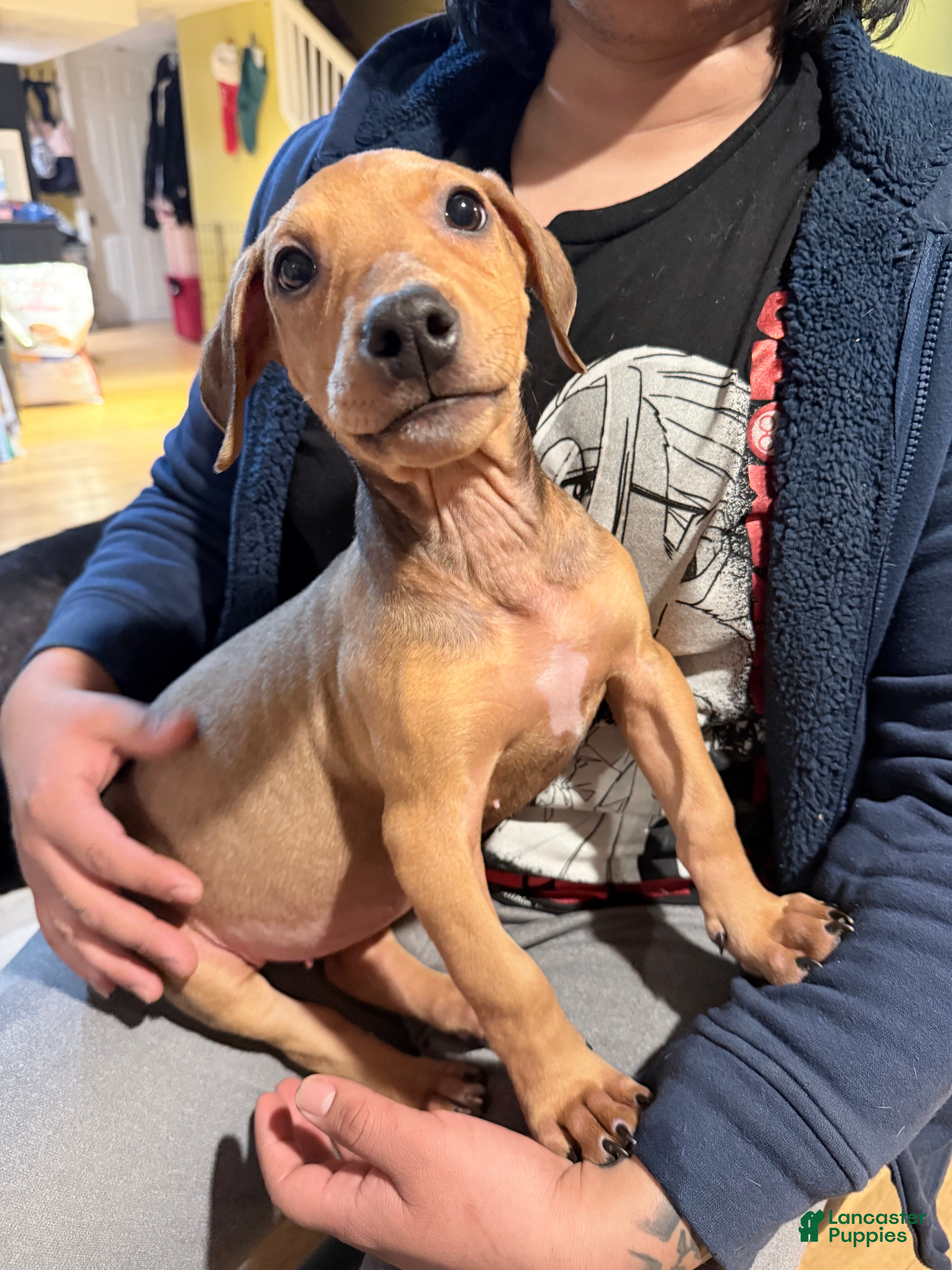 Mixed Breed dogs Munchkin  - Ad 35