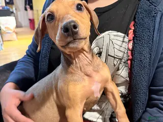 Mixed Breed dogs Munchkin - Ad 35