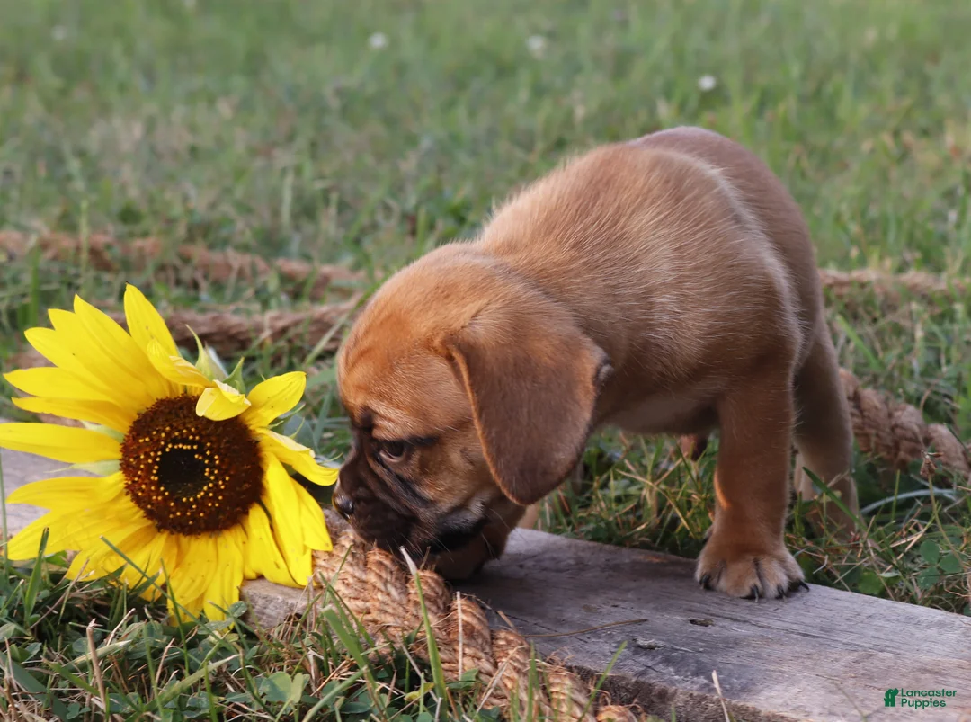 Puggle dogs for sale: Alex - Ad 2