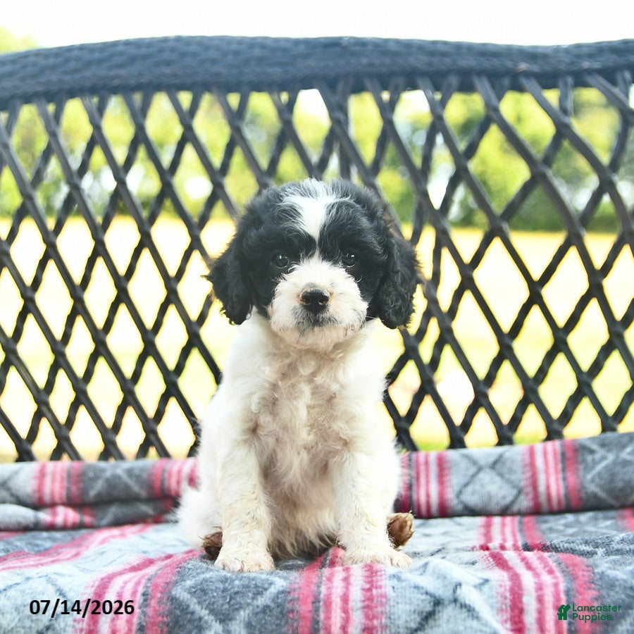 Cavapoo dogs Whisper  - Ad 1
