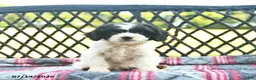 Cavapoo dogs for sale: Whisper  - Ad 1