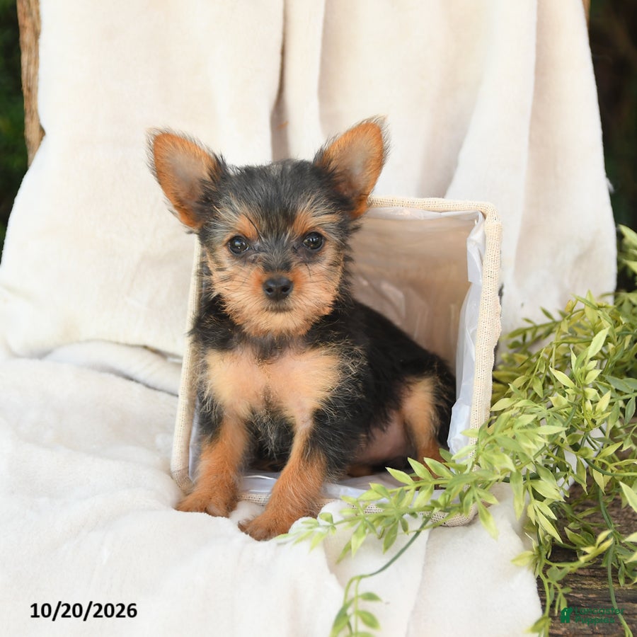 Yorkshire Terrier dogs Bella   - Ad 1