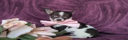 Chihuahua dogs for sale: Kiley 6 lbs Full Grown - Ad 6