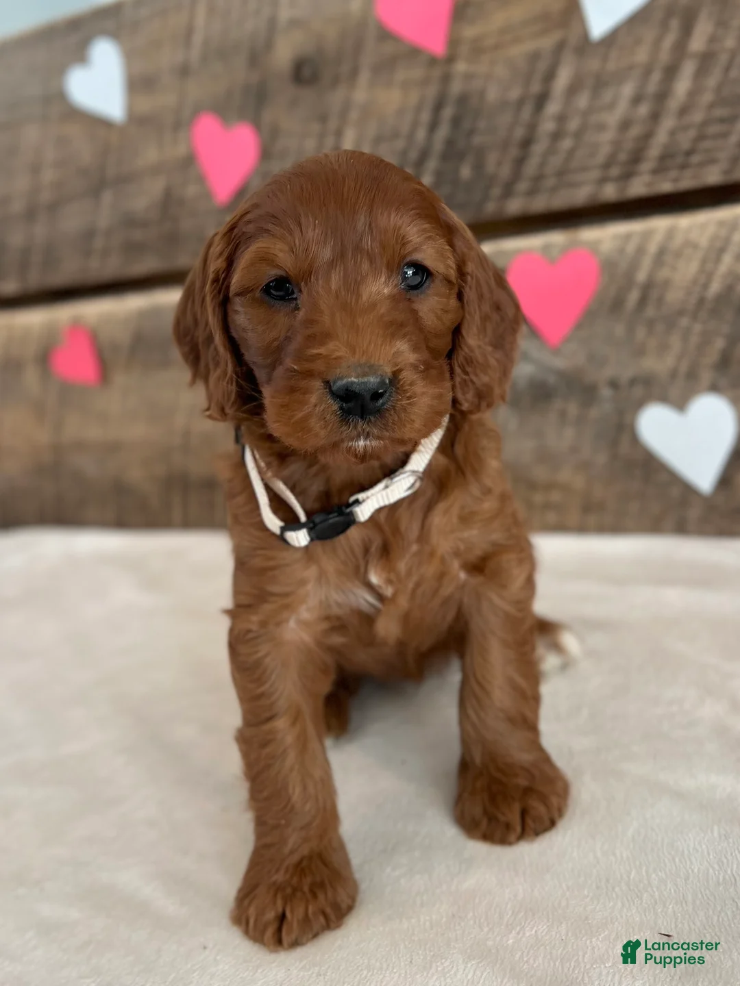 Irish Doodle dogs for sale: Sage - Ad 9