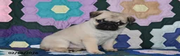 Pug dogs for sale: Holly - Ad 3