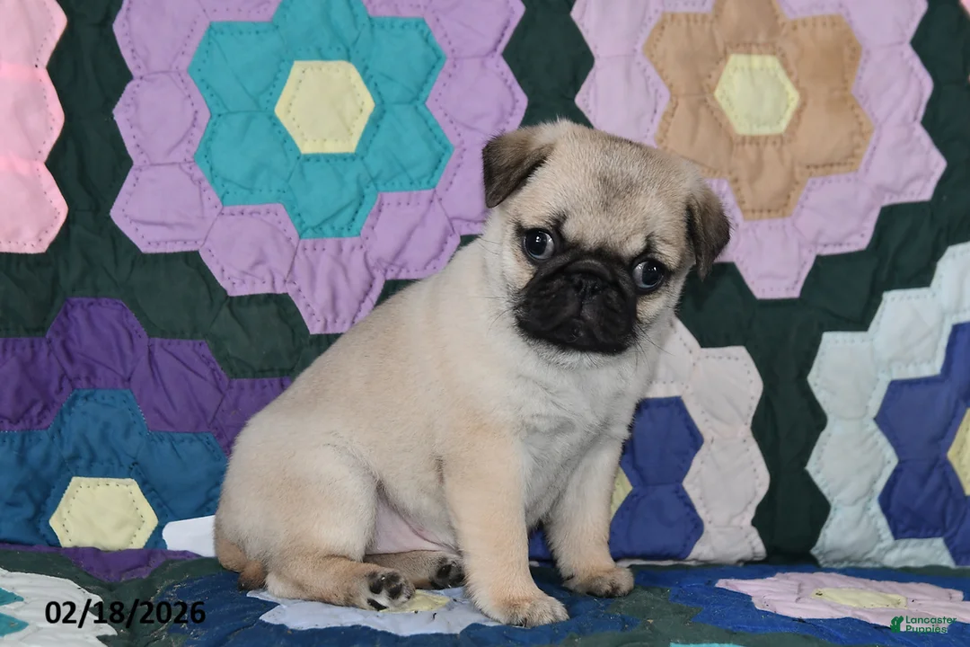 Pug dogs for sale: Holly - Ad 3