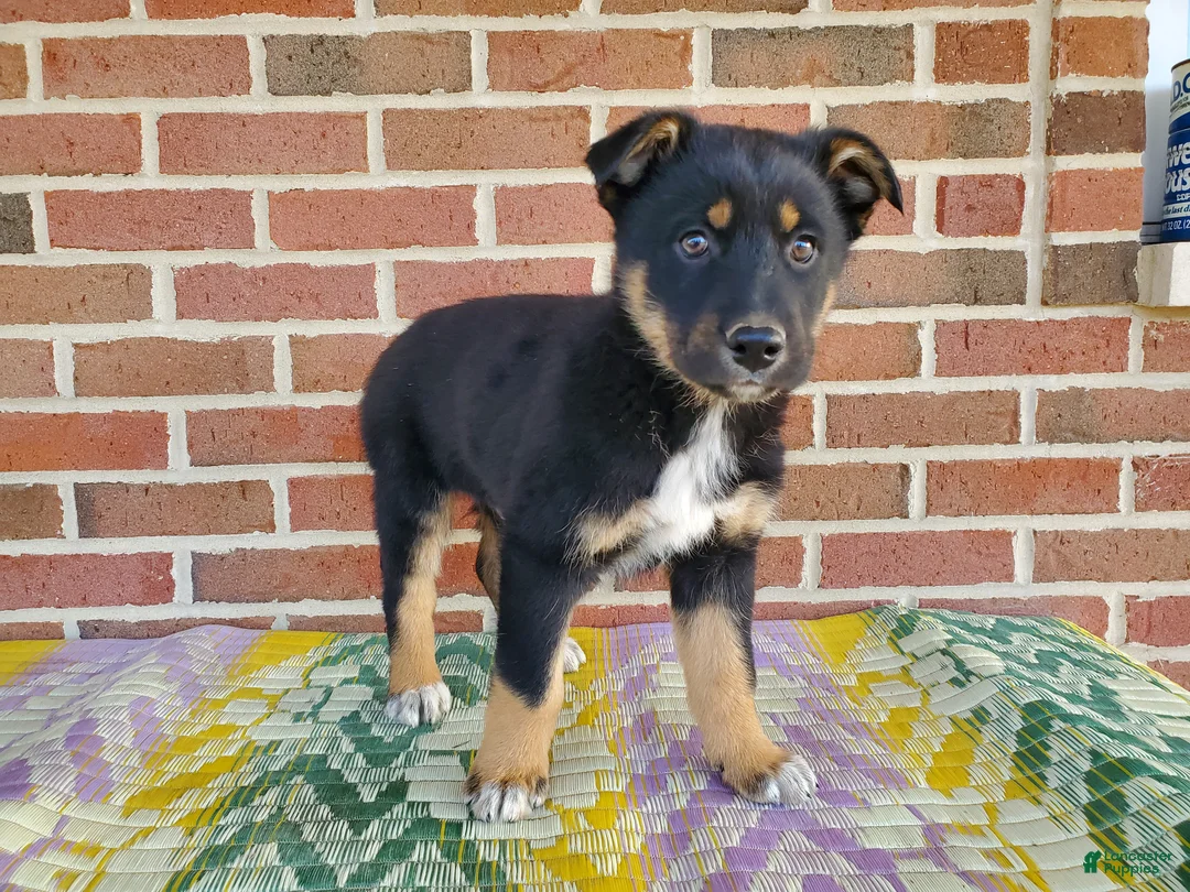 Mixed Breed dogs for sale: Milo - Ad 4