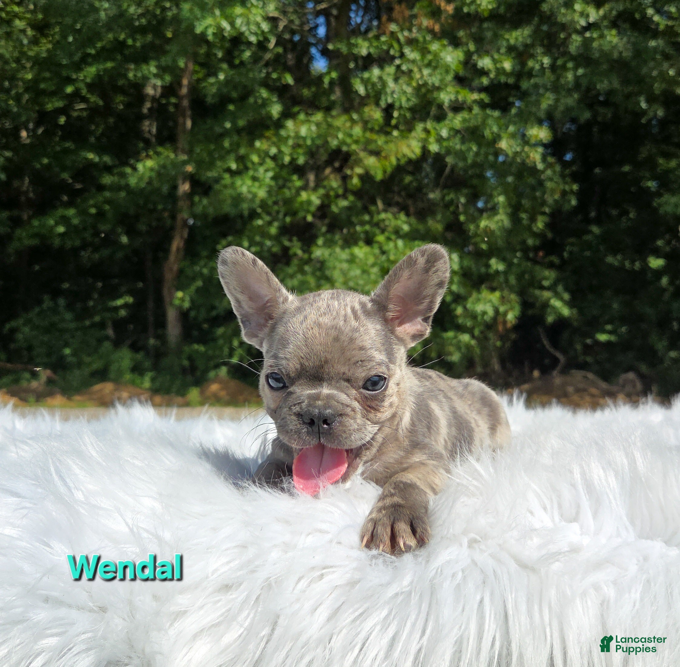 Frenchton dogs Wendal - Ad 1