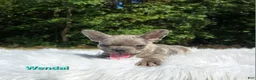Frenchton dogs for sale: Wendal - Ad 1
