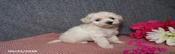 Bichpoo dogs for sale: Tami - Ad 3