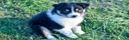 Miniature Australian Shepherd dogs for sale: Miniature Australian Shepherd 4 - Ad 4