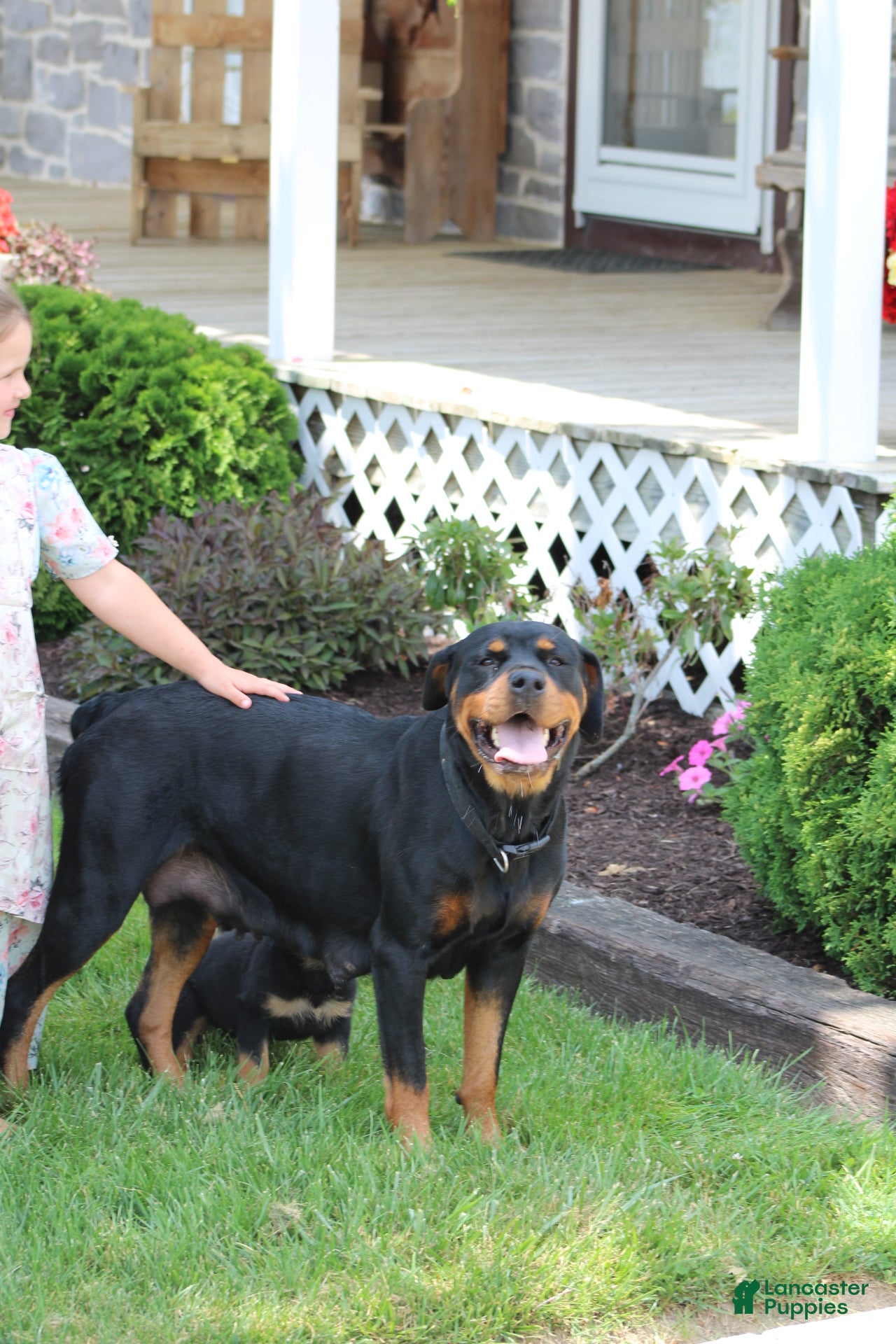Rottweiler dogs for sale: Dynamite  - Ad 8