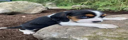 Beaglier dogs for sale: Adam - Ad 3