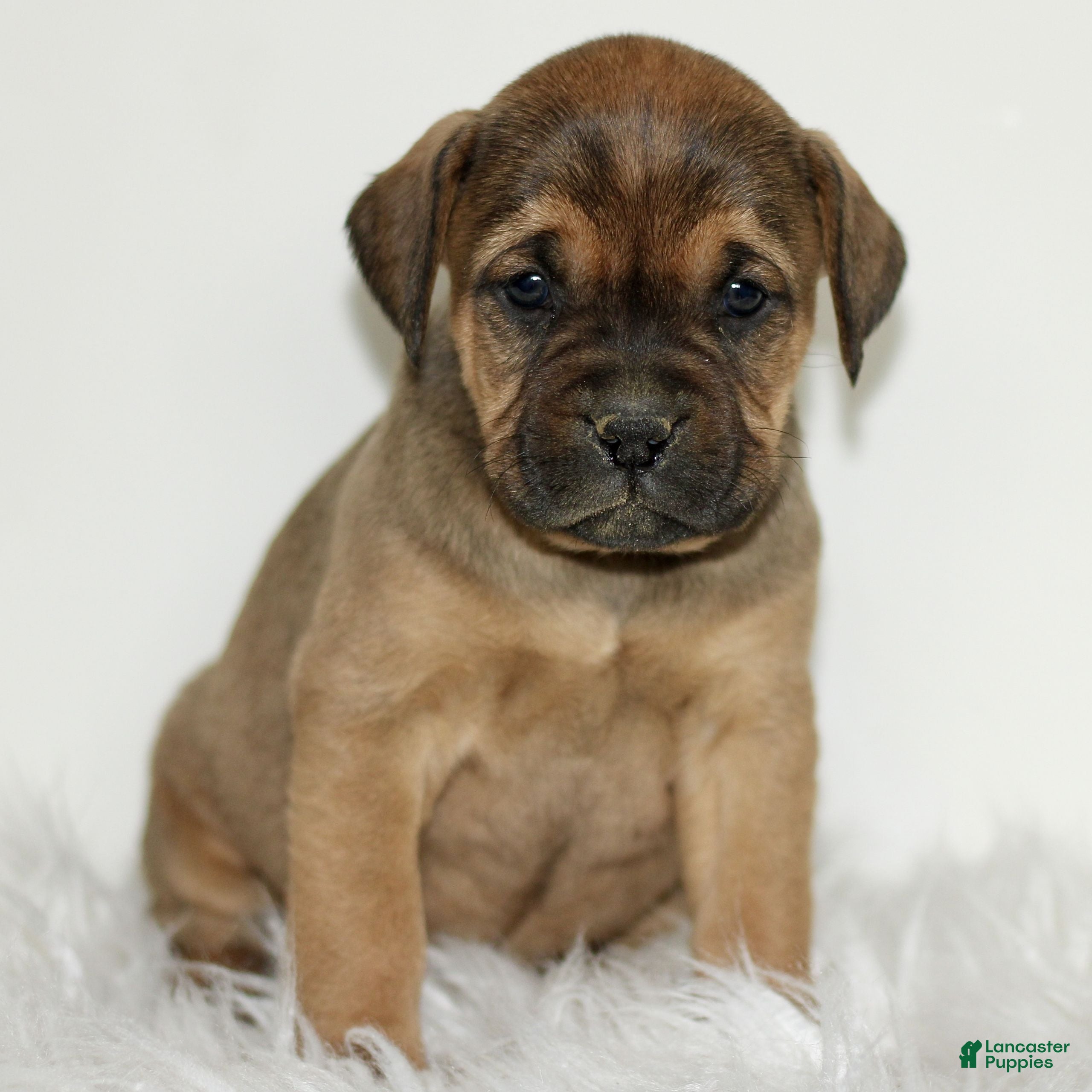 Mixed Breed dogs Daphne  - Ad 22