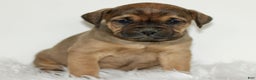 Mixed Breed dogs for sale: Daphne  - Ad 1
