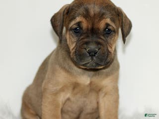 Mixed Breed dogs Daphne - Ad 32
