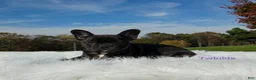 Mixed Breed dogs for sale: Twinkle - Ad 7