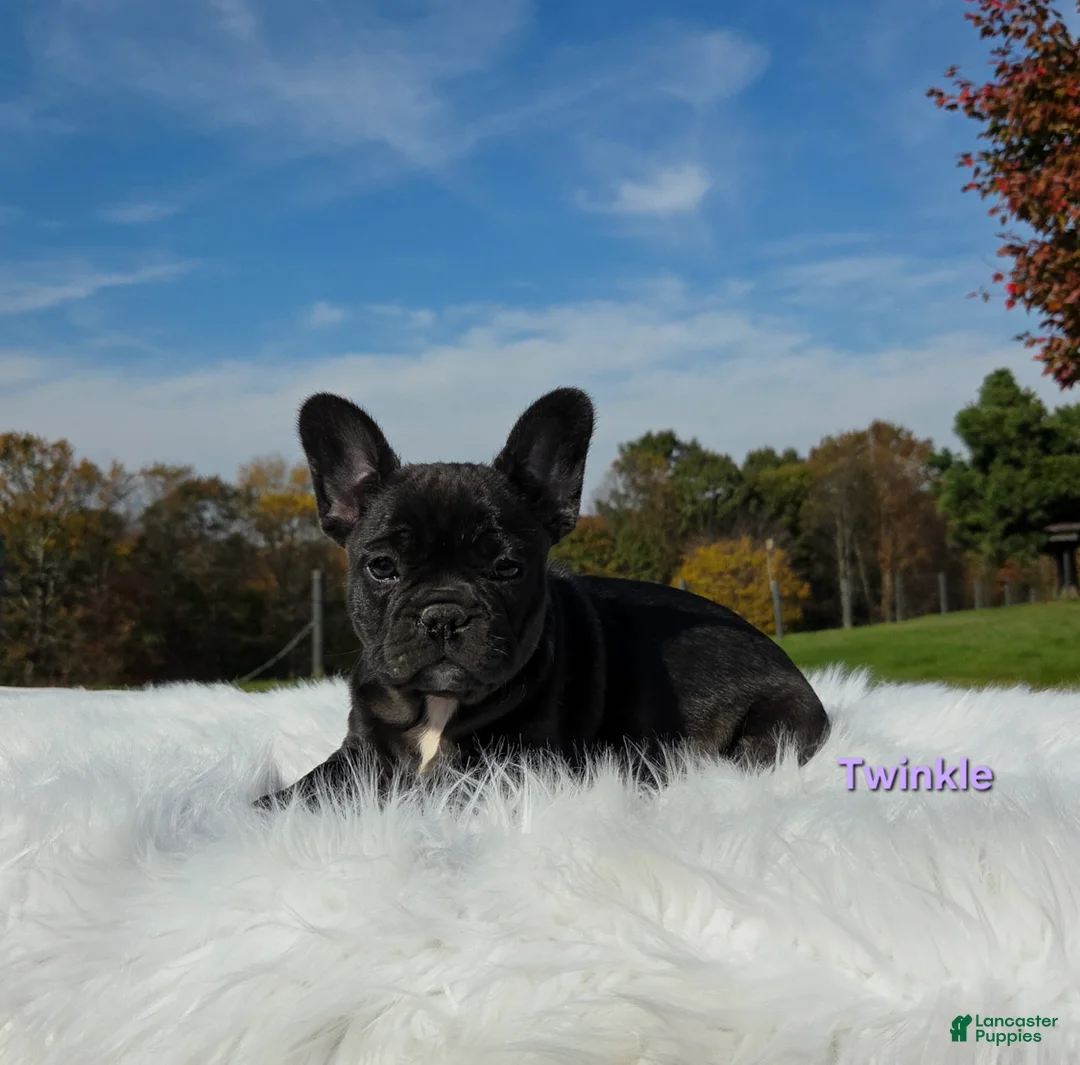 Mixed Breed dogs for sale: Twinkle - Ad 7