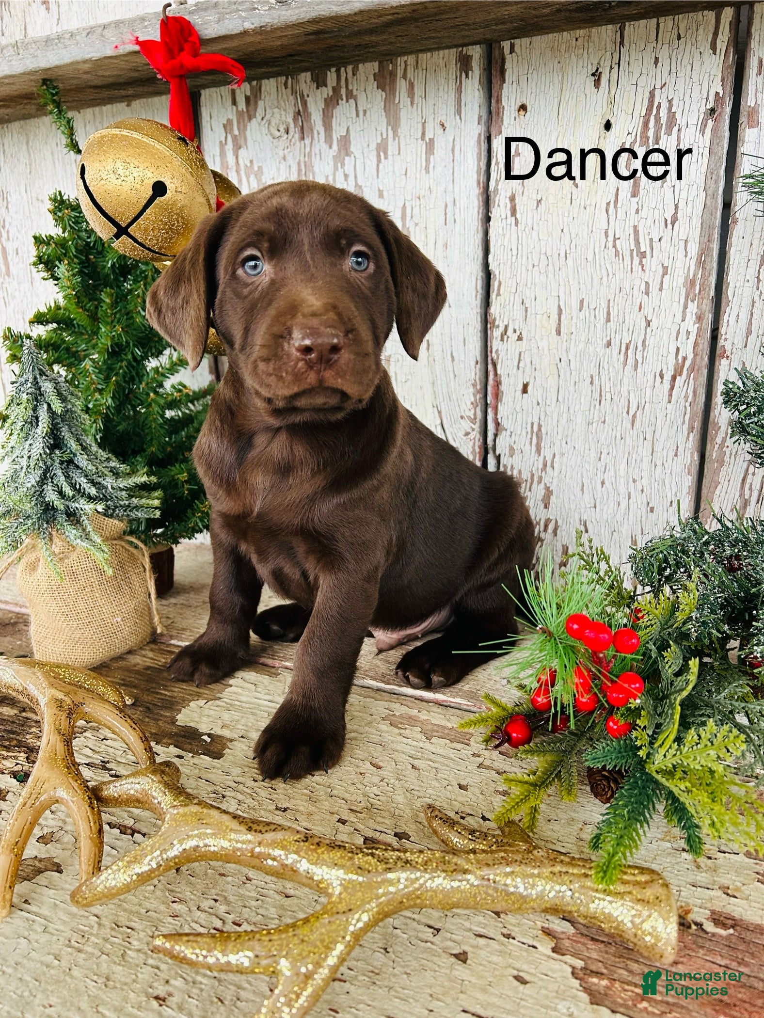 Labrador Retriever dogs Dancer - Ad 6