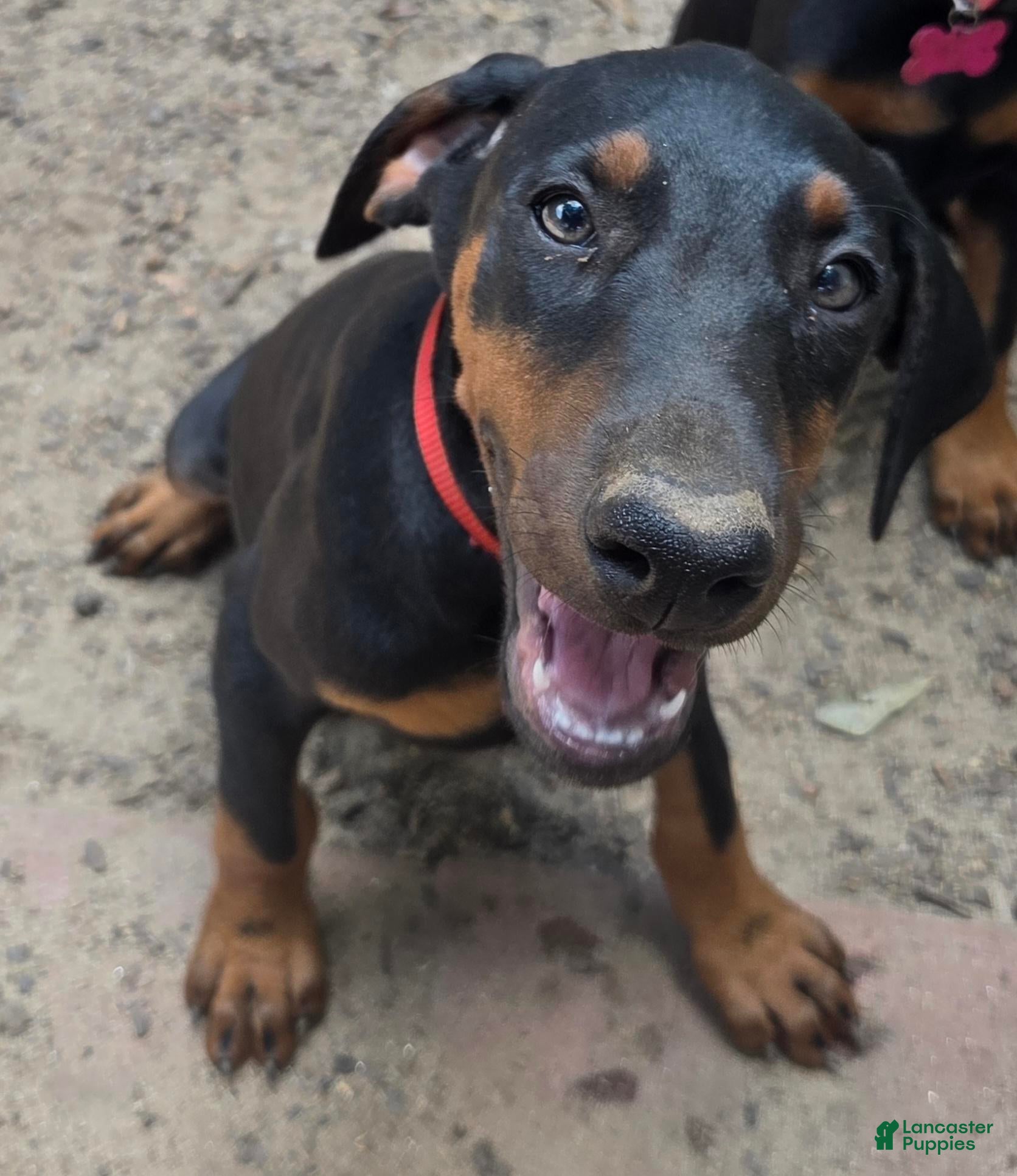 Doberman Pinscher dogs Freya - Ad 1