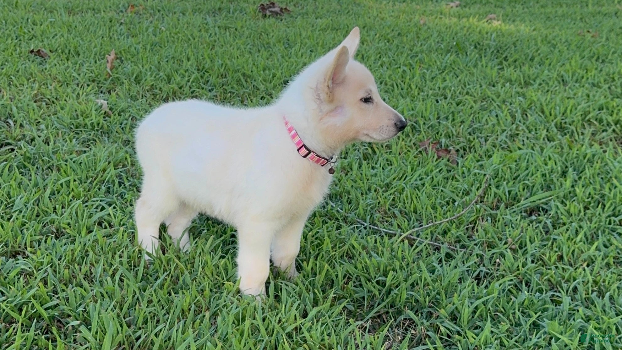 German Shepherd dogs Nova - Ad 1