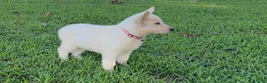 Nova