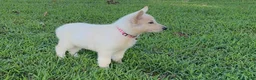 German Shepherd dogs for sale: Nova - Ad 1