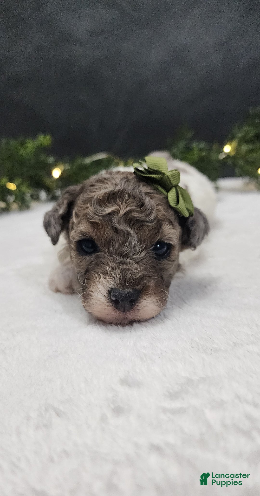 Miniature Poodle dogs for sale: Charlie  - Ad 1