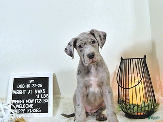 Great Dane dogs Ivy - Ad 37