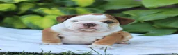 English Bulldog dogs for sale: Ruthie - Ad 4