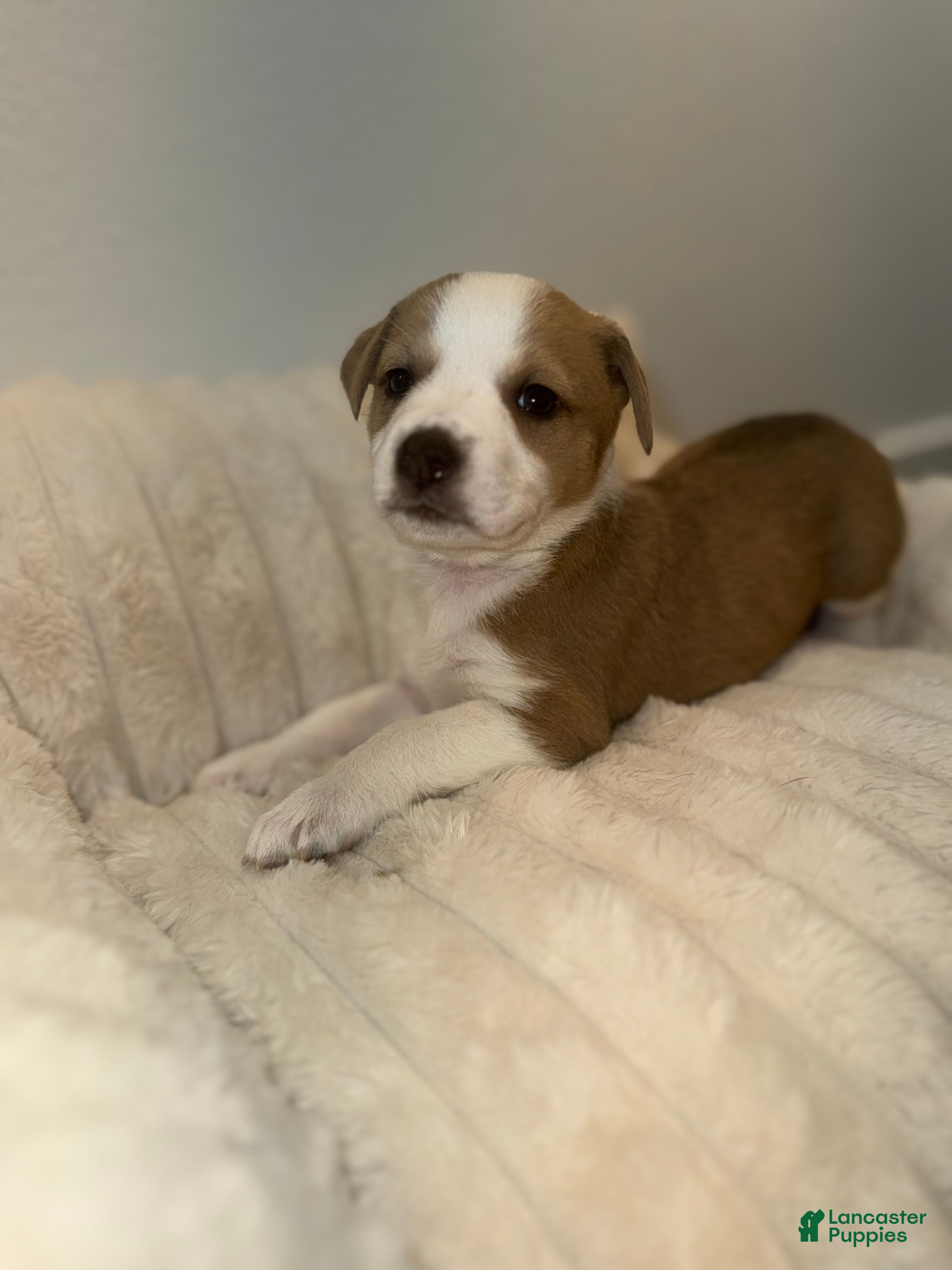 Mixed Breed dogs Ivy - Ad 16