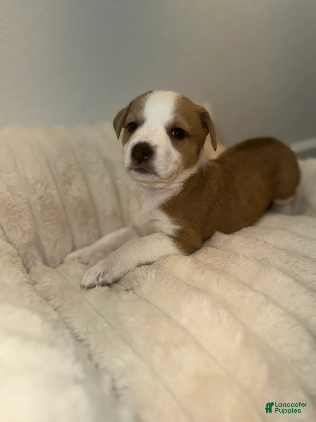 Mixed Breed dogs for sale: Ivy - Ad 1