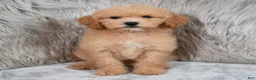 Mini Goldendoodle dogs for sale: Ivy ID: 3855 - Ad 7