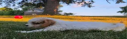 Cavapoo dogs for sale: Cardamom  - Ad 11