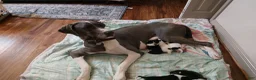 Mixed Breed dogs for sale: Phoebe - Ad 4